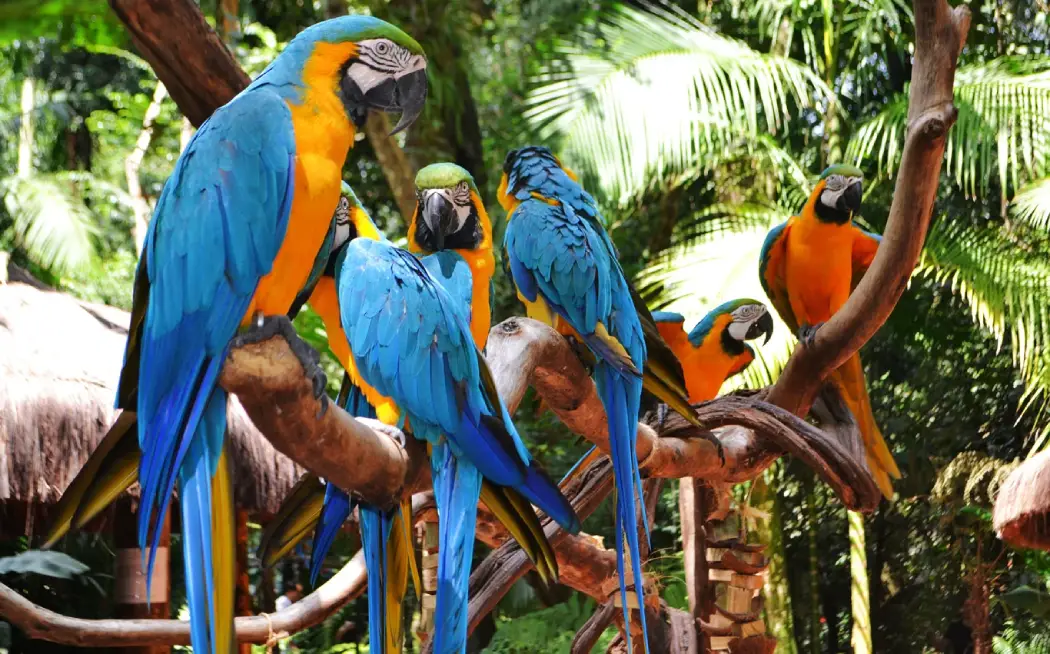 Beautiful macaws sitting on the tree branches at Parque das Aves