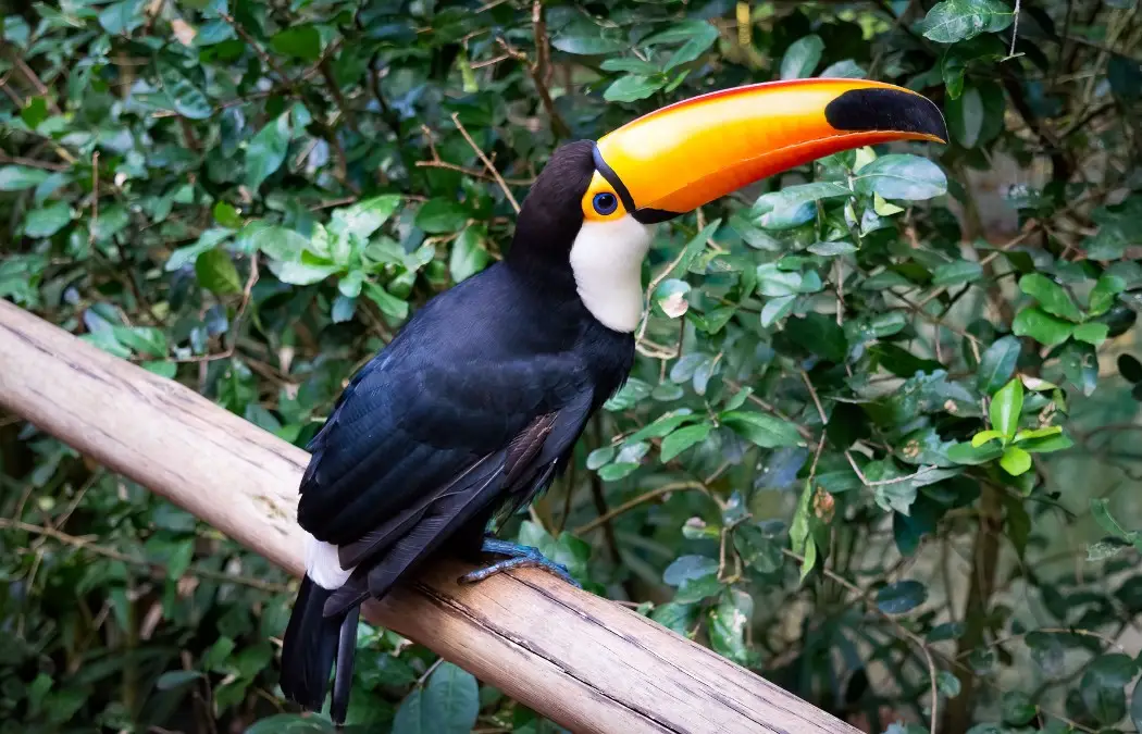 A Toucan sitting on a tree branch in the Parque das Aves (bird park)