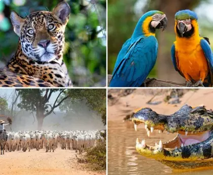 Wildlife Spotting at Iguazu Falls