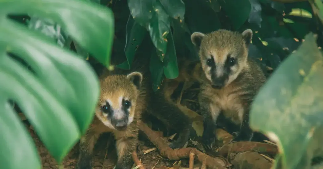 Two coatis playing in the forest at Iguazu Falls.